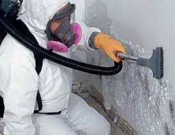 Best Attic Mold Removal in USA